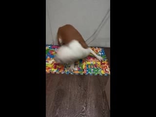 Warrior spirit honey blossom ( рой ) ( ghw ureula vennidor sozvezdiye magii zhemchuzhnyy amulet )