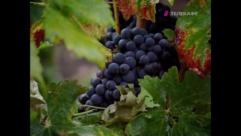 Вина шато марго сколько стоит совершенство