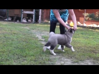 Продаётся девочка trupers stars luxury lady ( роскошная леди) 2 мес (1)