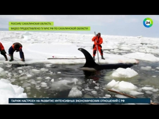 «освободите вилли» в охотском море льдам не дали раздавить косаток