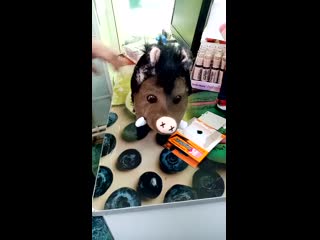 Музыкальный кабанчик