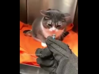 Mojo nastroenie po utram )) spaces im mp4