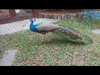 Peacocks at avillion port dickson 5*