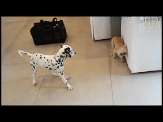 Dalmatian meets another dog for the first time | amanda cerny