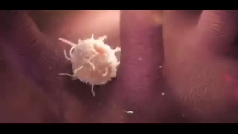 Знамения аллаха наглядная анимация борьбы макрофага с кишечной палочкой в пищеварительном тракте