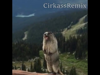 Big marmot