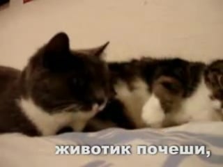 Кошаки снимают секс на видео!!!)))))ололо =)