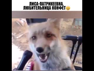 Патрикеевна любительница конфет