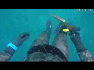 Мужик пытается застрелить акулу, но она нападает на него и кусает / spear fisherman is porn by shark in western australia