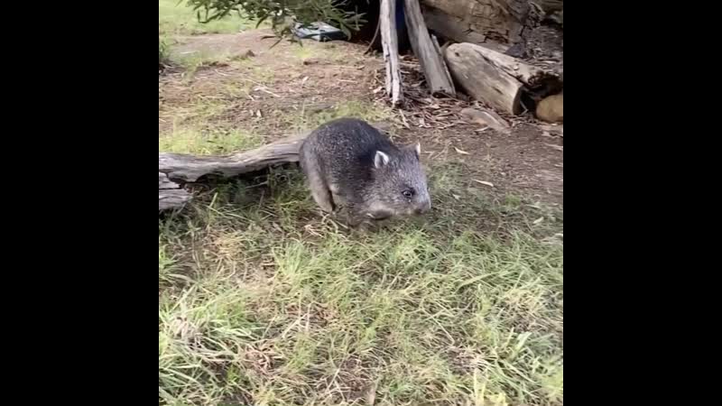 Милашка вомбат)