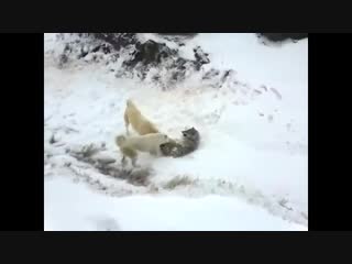 Kangal vs wolf