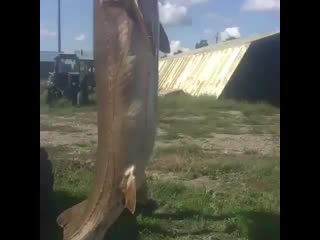 Majorka kaz b1xrmzvh3w6 mp4