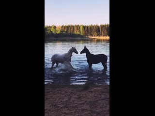 ✨ akhal teke backstage 😍