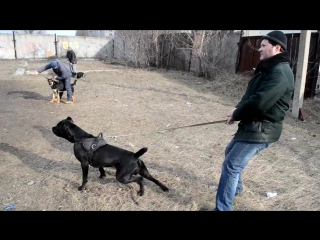 Cane corso кане корсо гнев