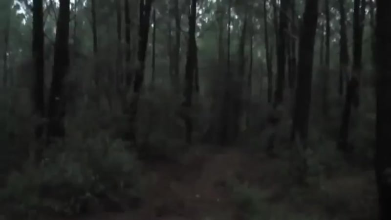 Неведомая хуйня в лесу