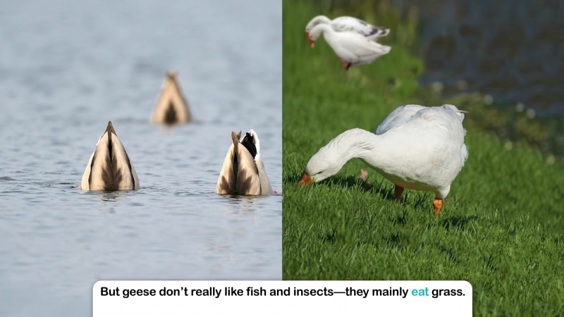 Quack! honk! learn all about ducks and geese in this educational video