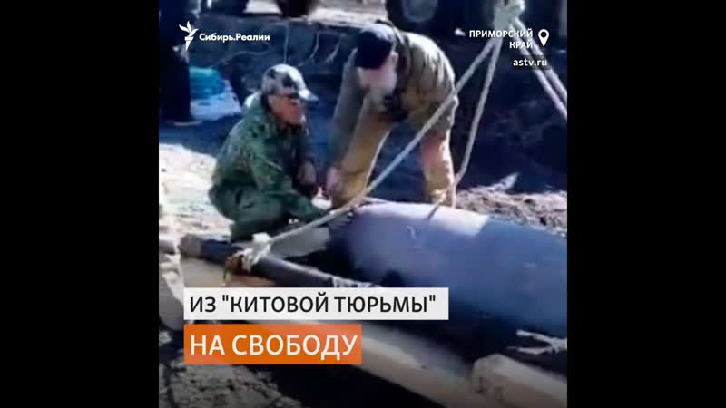 Ученые и экологи опасаются за жизнь выпущенных из "китовой тюрьмы" косаток и белух |