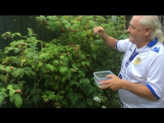 Forfar berry thief