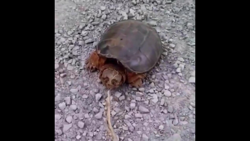 Черепашка нинзя