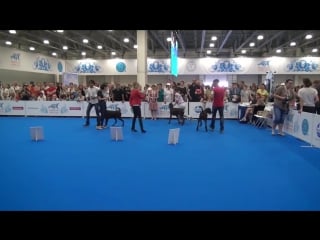 Wds 2016 (doberman) класc puppy