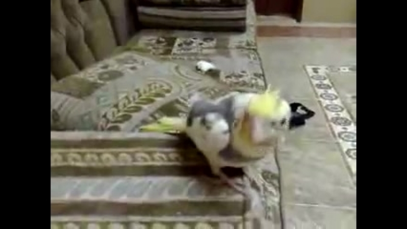 Соловьи отдыхают