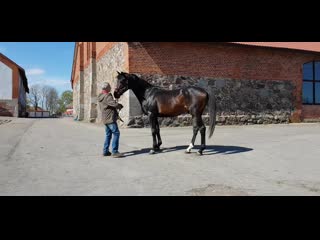 Продан тракененский жеребец, 2016 г р