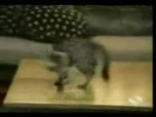 Приколы с кошками