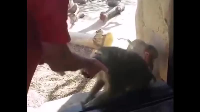 Эээ, дa kak )