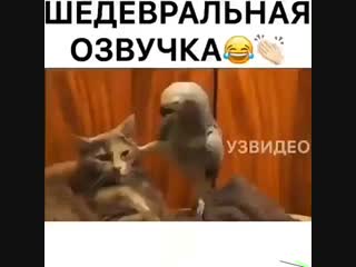 Video by нтвшники