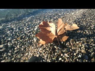 Androvid join 7950 5699 mp4