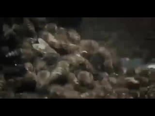 Пчёлы атакуют осу