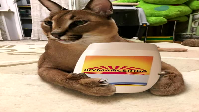 Шлепа рекламирует шампунь жумайсынба