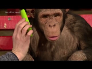 Chimpanzees react to ipad magic