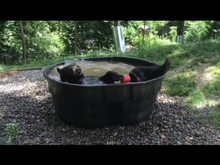 Just for fauna black bear barthtime