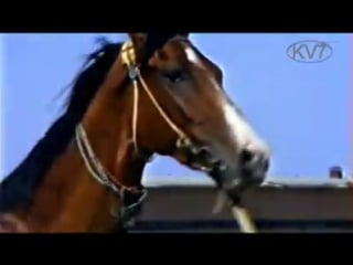 Akhal teke stallions of komsomol stud (middle of 80th)