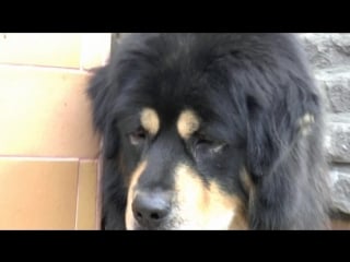 Tibetan mastiff waiting for snow