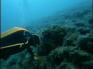 Подводная одиссея команды кусто (39 серия) в поисках атлантиды часть i (1978 г )