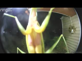 Curious praying mantis peeps into doorbell camera