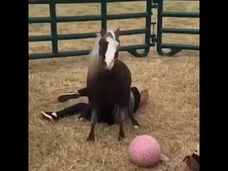 Equestrian inss b7lp5qrhquu mp4