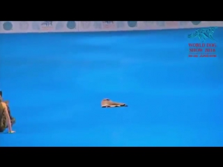 Шикарное выступление на чемпионате по собачьим танцам