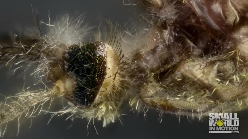 Malaria mosquito porn by fungus