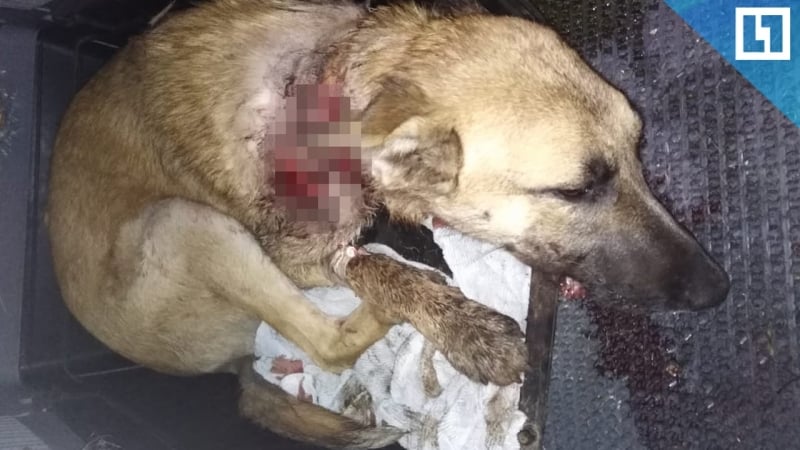 Пытались отрезать голову молодые