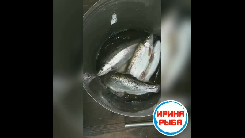 Живая рыба❗🥰🥰👍 #форельрадужная #форель #иринарыбафорельрадужная❗😁🐟👌только у нас в альметьевске❗ свежее поступление и самый больш