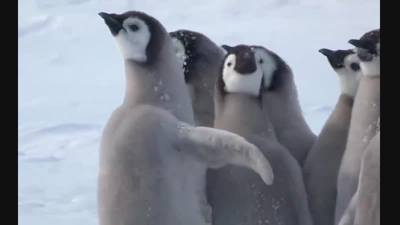 В антарктике операторы bbc засняли настоящий боевик с участием пингвинов и неожиданным финал [рифмы и панчи]