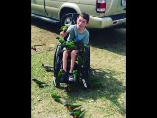 This eight year old boy is confined to a wheelchair, when his parents took him outside he was immediately covered with a flock o