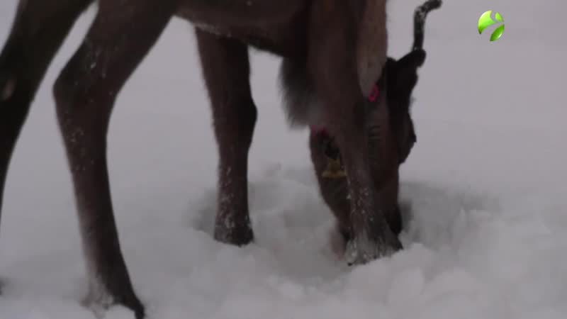 Олешки милашки