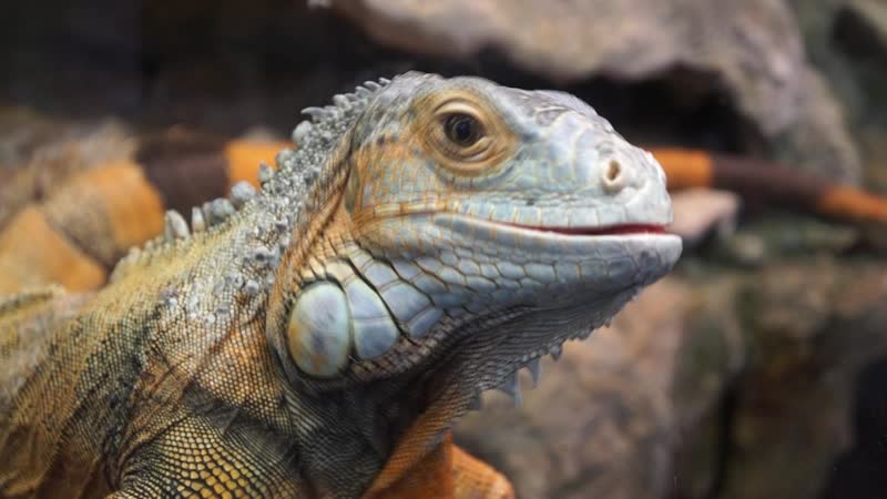 Заколдованная принцесса игуана