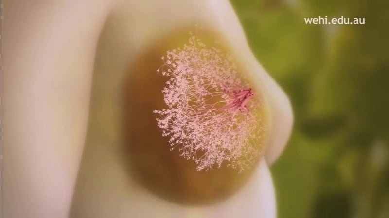Как устроена молочная железа (breast stem cells)