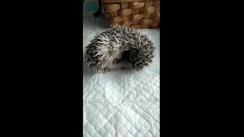 Ежонок морсик "he ho"