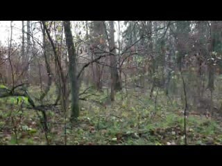 Пвд autumn forest mp4